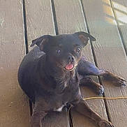 Gracie Ann joined the competition — help win amazing prizes! animal, black_dog, canine, cute, dog, domestic_animal, ears, floor, fur, lying_down, outdoor, paw, pet, resting, shadow, small_dog, sunlight, tongue, tongue_out, wooden_deck