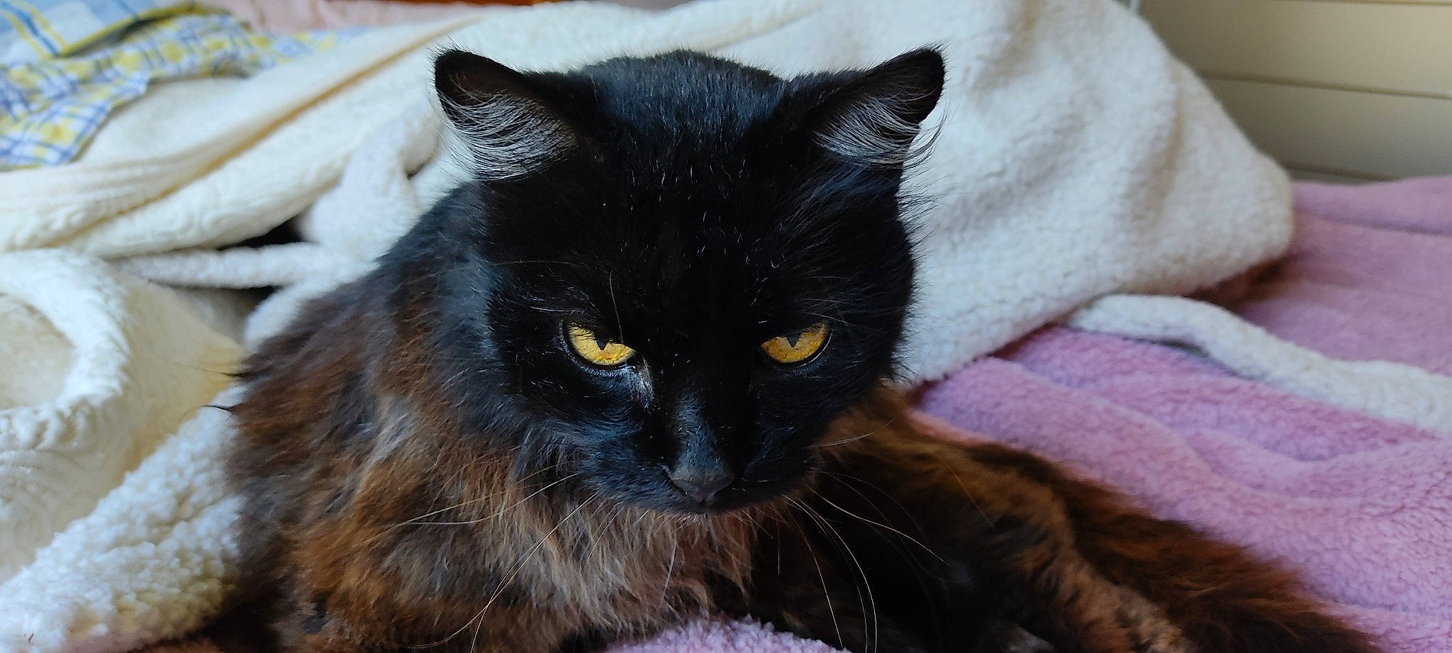 Anis a rejoint le concours — aidez-le/la à gagner de superbes lots ! black_cat, bombay, carnivore, cat, comfort, domestic_short_haired_cat, felidae, fur, iris, small_to_medium_sized_cats, snout, tail, terrestrial_animal, whiskers