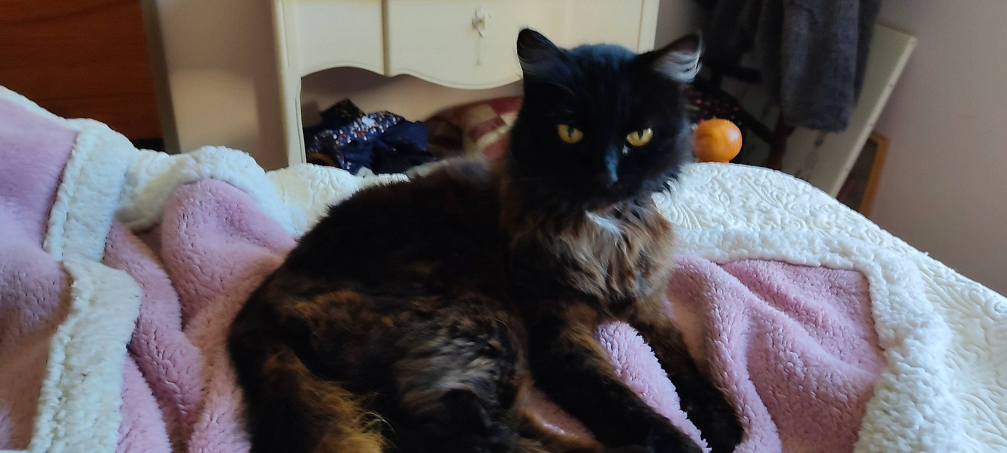 Anis participe au concours pour gagner de l'argent avec cette photo : bed, black_cat, bombay, carnivore, cat, cat_supply, claw, comfort, domestic_short_haired_cat, felidae, fur, grey, linens, nap, paw, room, small_to_medium_sized_cats, snout, tail, whiskers