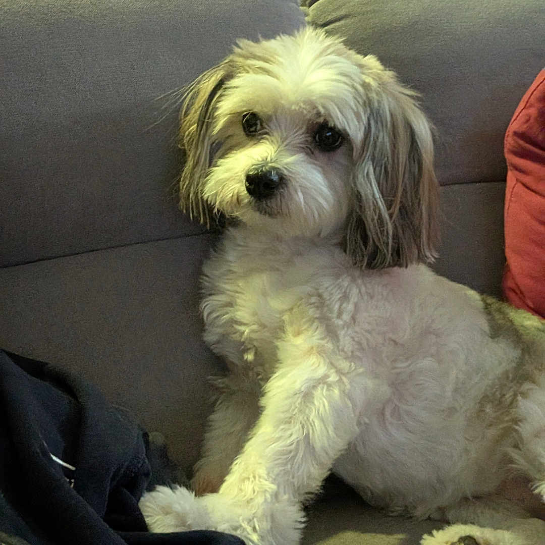 Jessy participe au concours pour gagner de l'argent avec cette photo : dog, small_dog, white_fur, gray_fur, couch, indoor, pet, cozy, relaxed, seated, paw, fur, animal, companion, household, living_room, cute, looking, domestic, comfort