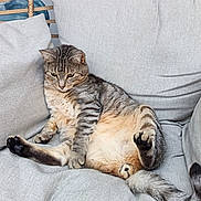 Taho a rejoint le concours — aidez-le/la à gagner de superbes lots ! animal, cat, chair, comfortable, cozy, cushion, cute, feline, fur, gray, home, indoor, lazy, pet, relaxed, resting, sitting, striped, tabby, whiskers
