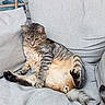 cat, tabby, feline, pet, indoor, chair, cushion, relaxed, sitting, gray, striped, fur, whiskers, animal, cozy, home, resting, cute, lazy, comfortable