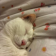 Maya participe au concours pour gagner de l'argent avec cette photo : animal, bed, blanket, cat, closeup, cozy, cute, domestic_cat, ear, fruit_pattern, fur, indoor, nap, nose, pet, relaxed, sleeping, soft_texture, whiskers, white_cat