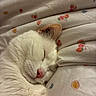 animal, bed, blanket, cat, closeup, cozy, cute, domestic_cat, ear, fruit_pattern, fur, indoor, nap, nose, pet, relaxed, sleeping, soft_texture, whiskers, white_cat