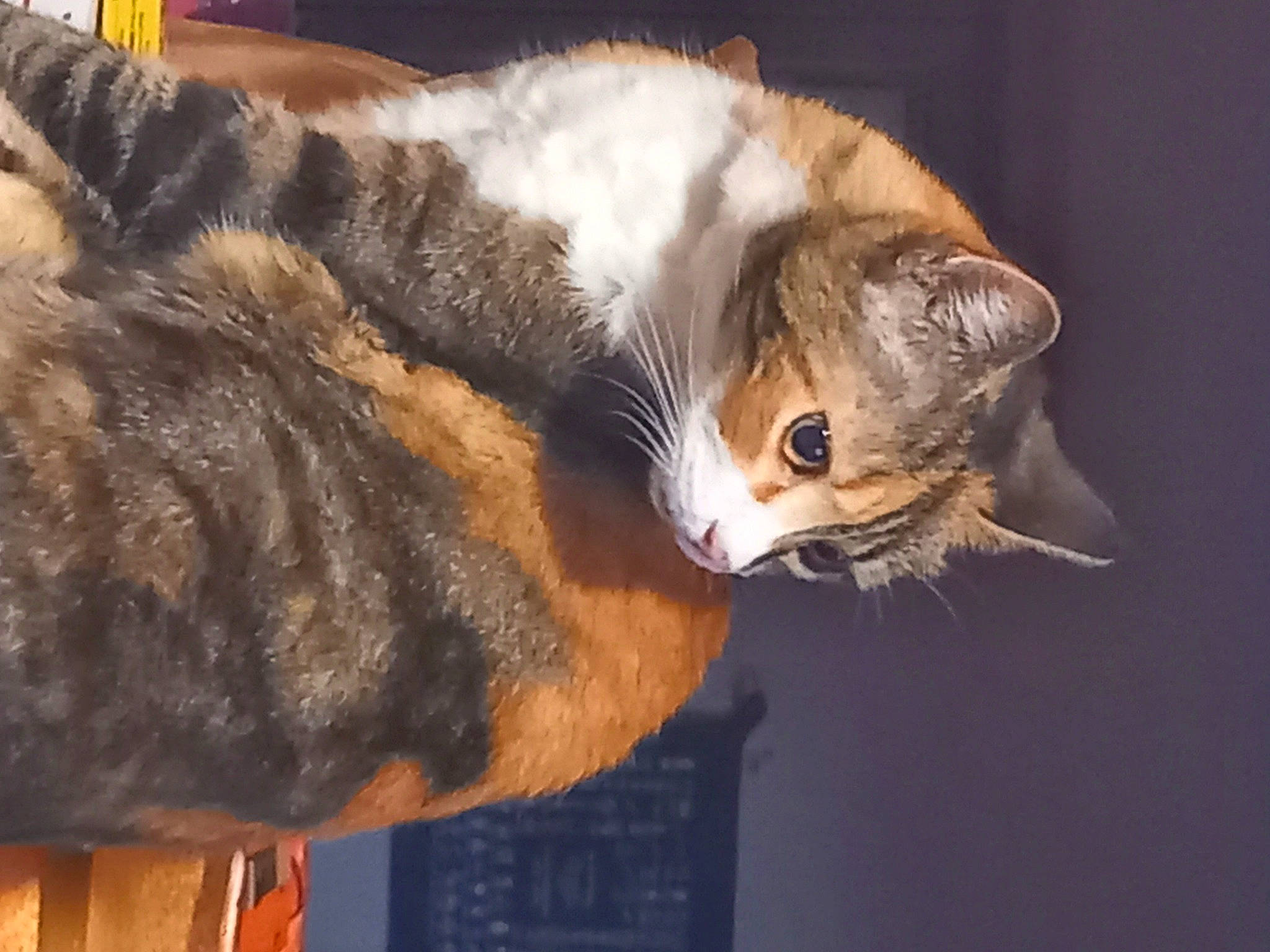 Peluche participe au concours pour gagner de l'argent avec cette photo : carnivore, cat, cat_supply, claw, comfort, domestic_short_haired_cat, ear, eye, felidae, fur, iris, paw, small_to_medium_sized_cats, snout, tail, vertebrate, whiskers, wildlife, window