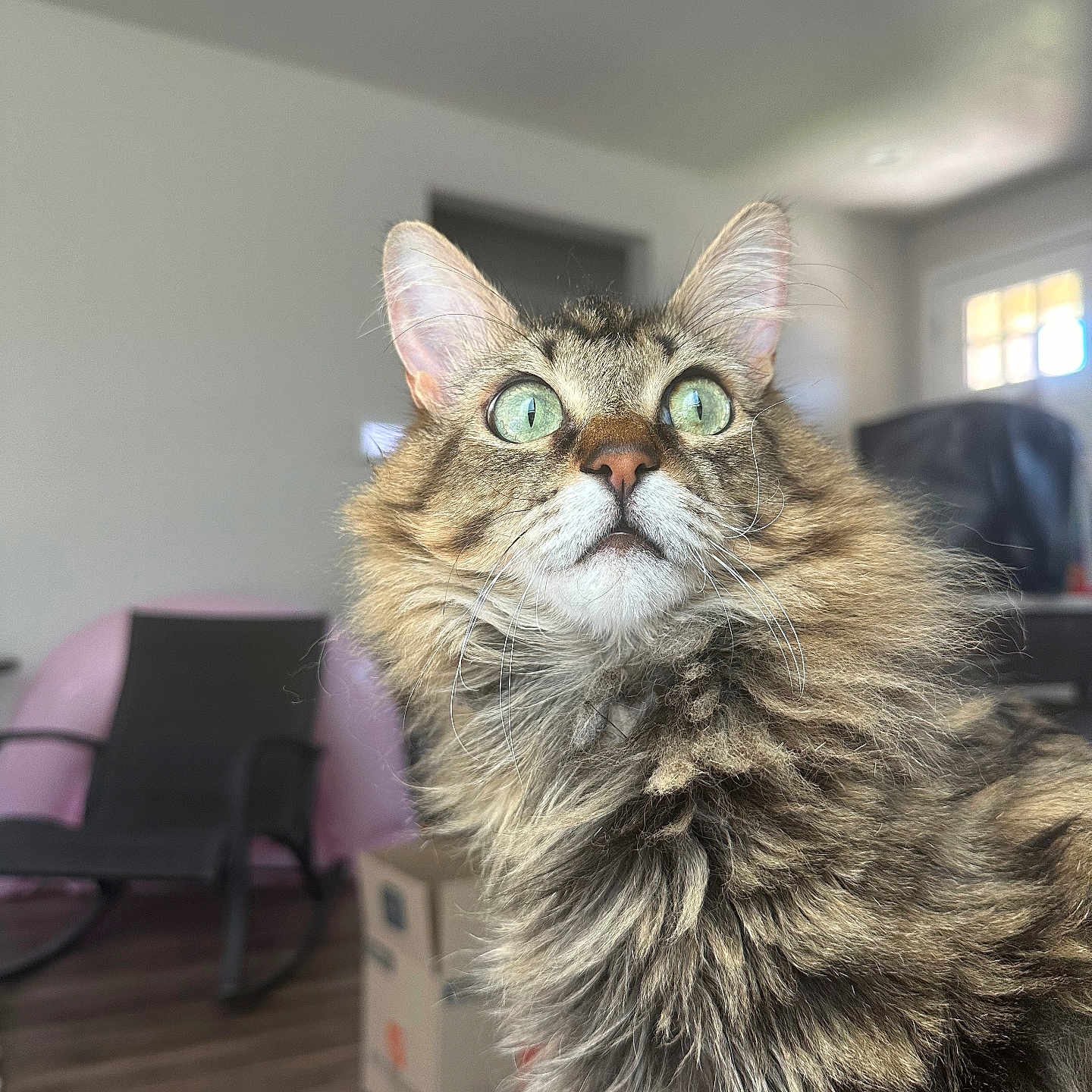 Mia is registered to the contest to win money with this photo: abyssinian, animal, architecture, box, building, cat, chair, computer, couch, furniture, hardwood, indoors, interiordesign, kitten, livingroom, manx, pet, plywood, room, wood