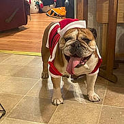 Penelope Trujillo is registered to the contest to win money with this photo: animal, bulldog, celebration, christmas, cute, decor, dog, festive, happy, holiday, home, indoor, pet, santa_outfit, seasonal, smiling, snowman_decoration, tile_floor, tongue_out, wooden_furniture