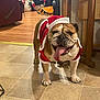 animal, bulldog, celebration, christmas, cute, decor, dog, festive, happy, holiday, home, indoor, pet, santa_outfit, seasonal, smiling, snowman_decoration, tile_floor, tongue_out, wooden_furniture