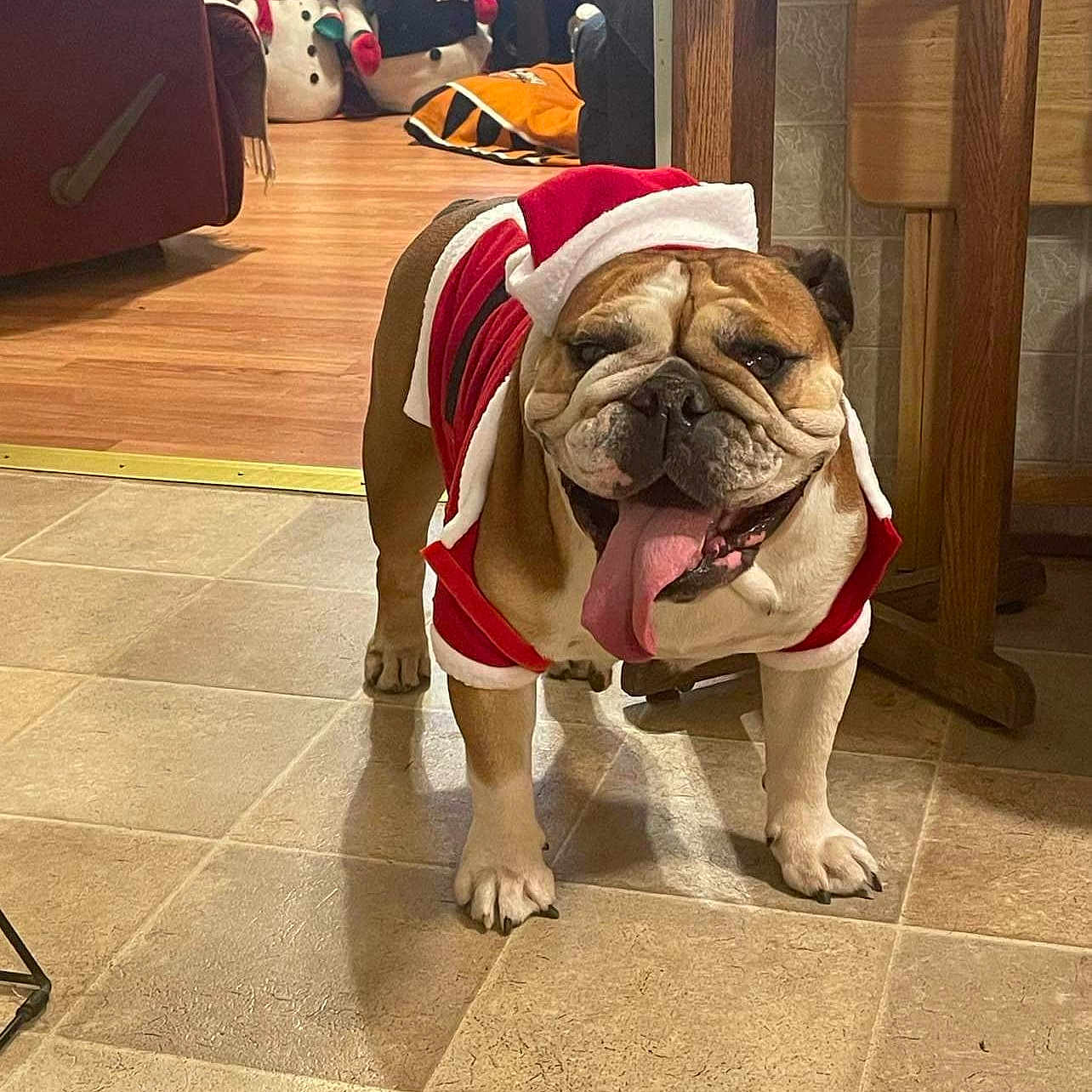 Penelope Trujillo is registered to the contest to win money with this photo: animal, bulldog, celebration, christmas, cute, decor, dog, festive, happy, holiday, home, indoor, pet, santa_outfit, seasonal, smiling, snowman_decoration, tile_floor, tongue_out, wooden_furniture