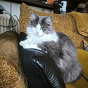 Molly participe au concours pour gagner de l'argent avec cette photo : cat, feline, pet, gray_and_white, fluffy, couch, armrest, indoor, home, cozy, relaxed, furniture, plant, living_room, sitting, domestic_animal, resting, cute, animal, calm