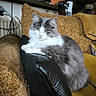 animal, armrest, calm, cat, couch, cozy, cute, domestic_animal, feline, fluffy, furniture, gray_and_white, home, indoor, living_room, pet, plant, relaxed, resting, sitting