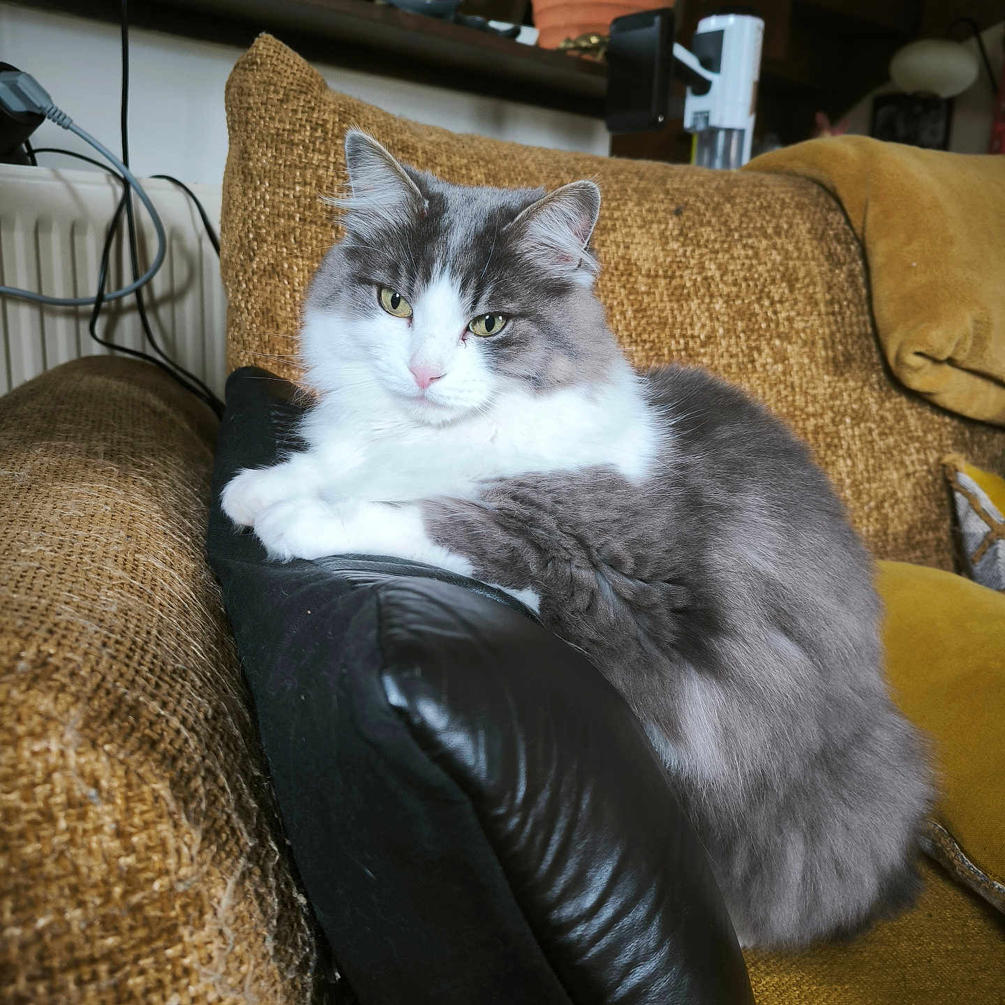 Molly