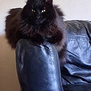 Stormy is registered to the contest to win money with this photo: cat, black_cat, fluffy, pet, animal, feline, indoor, leather_chair, armrest, sitting, looking, eyes, fur, domestic_animal, resting, home, cozy, furniture, cute, mammal