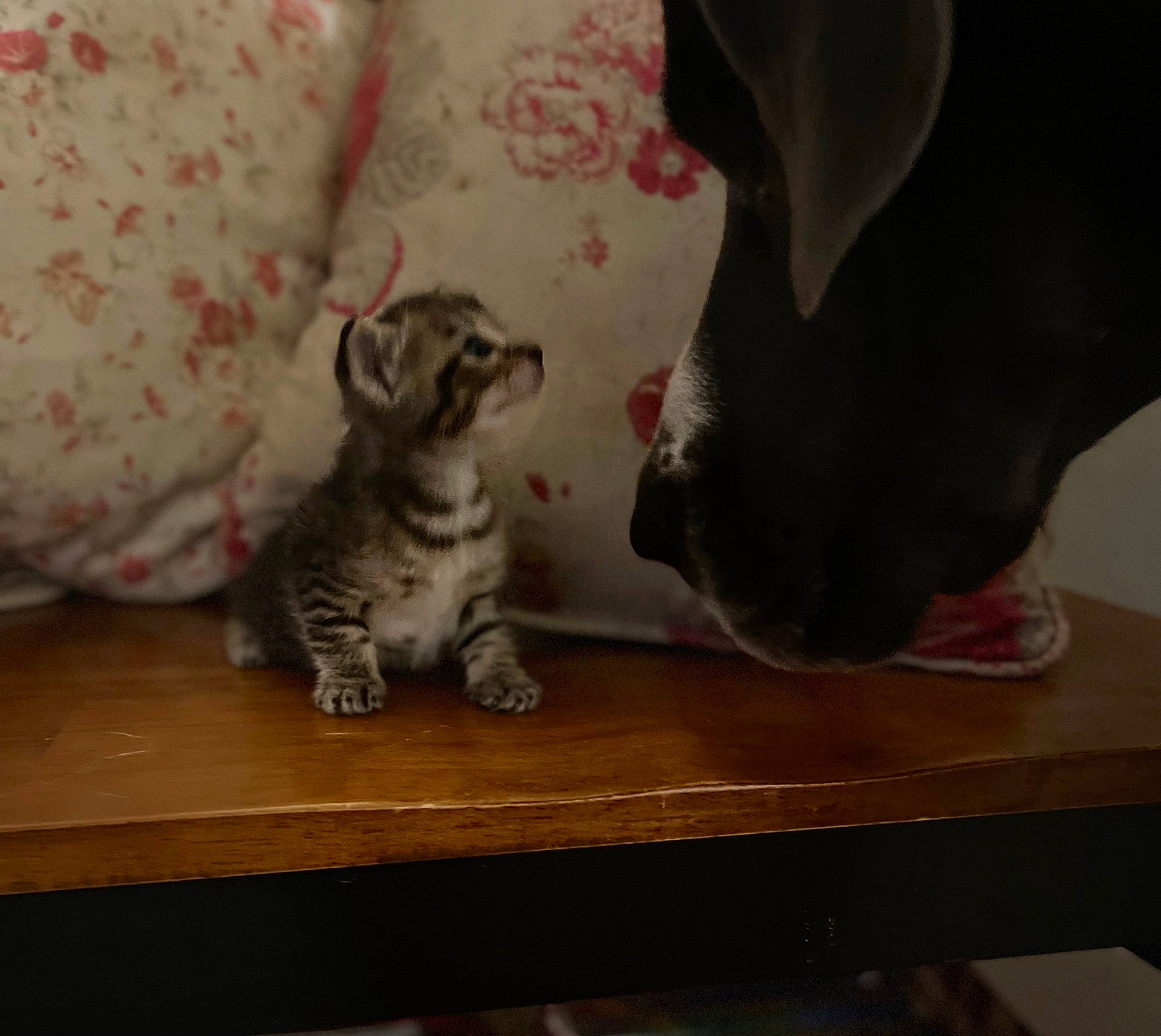 Charlotte is registered to the contest to win money with this photo: carnivore, cat, comfort, domestic_short_haired_cat, fawn, felidae, fur, grey, hardwood, human_leg, mammal, paw, small_to_medium_sized_cats, snout, table, tail, terrestrial_animal, vertebrate, whiskers, wood