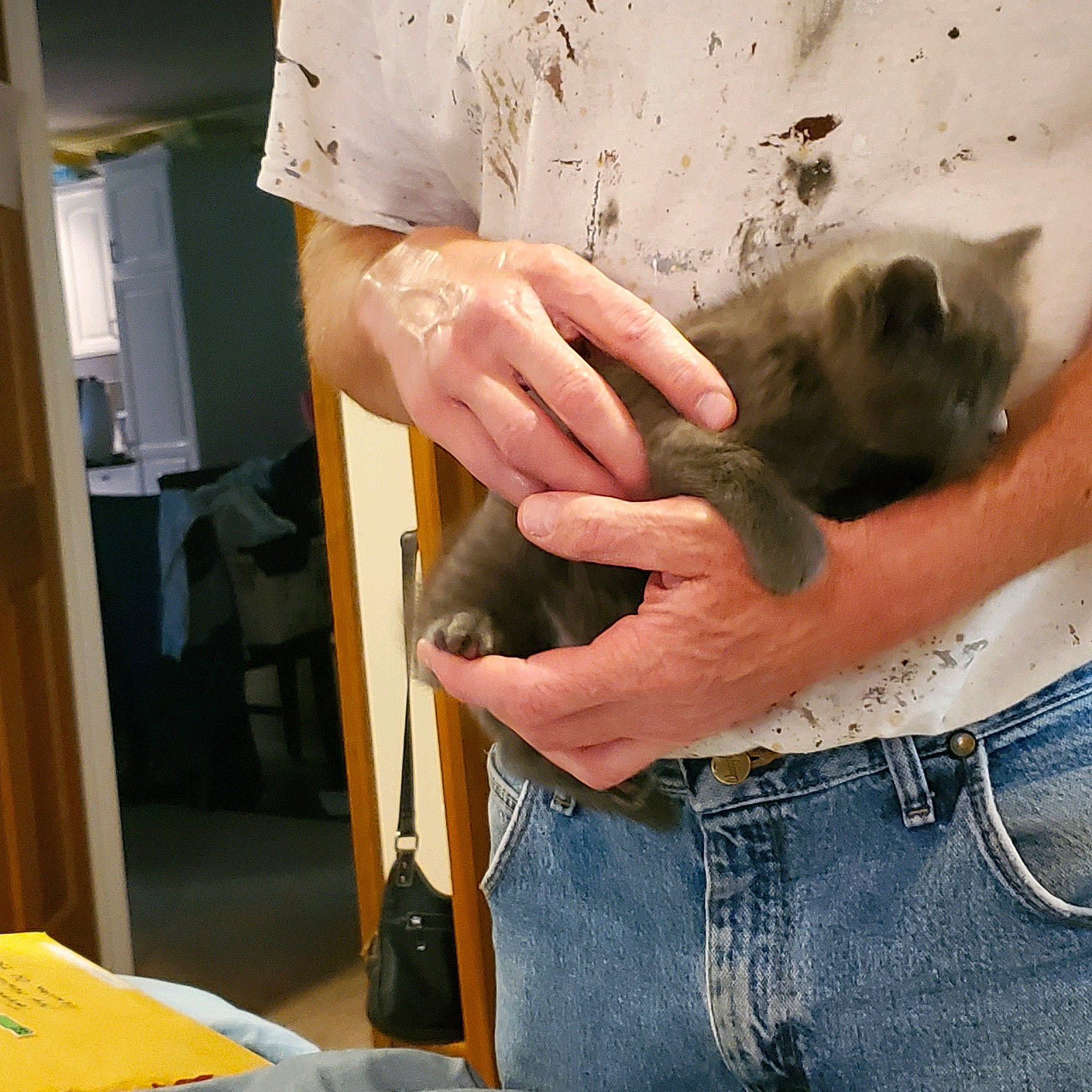 Stitch joined the competition — help win amazing prizes! abdomen, carnivore, cat, denim, domestic_short_haired_cat, fawn, felidae, finger, fur, gesture, hand, mammal, nail, siamese, small_to_medium_sized_cats, thai, whiskers, wildlife_biologist, wood, wrist