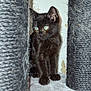 black_kitten, cat, kitten, scratching_post, fur, whiskers, ears, eyes, paw, pet, indoor, curious, animal, feline, young_cat, soft_surface, wall, close_up, playful, domestic_pet