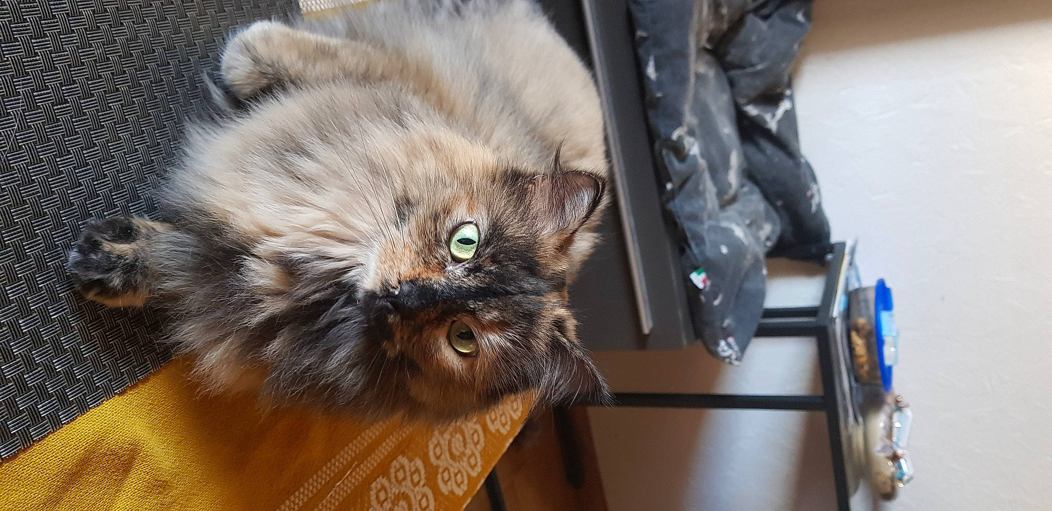 Gioia participe au concours pour gagner de l'argent avec cette photo : british_longhair, canidae, carnivore, cat, claw, companion_dog, dog_breed, fawn, felidae, fur, liver, paw, small_to_medium_sized_cats, snout, tail, terrestrial_animal, whiskers, wildlife