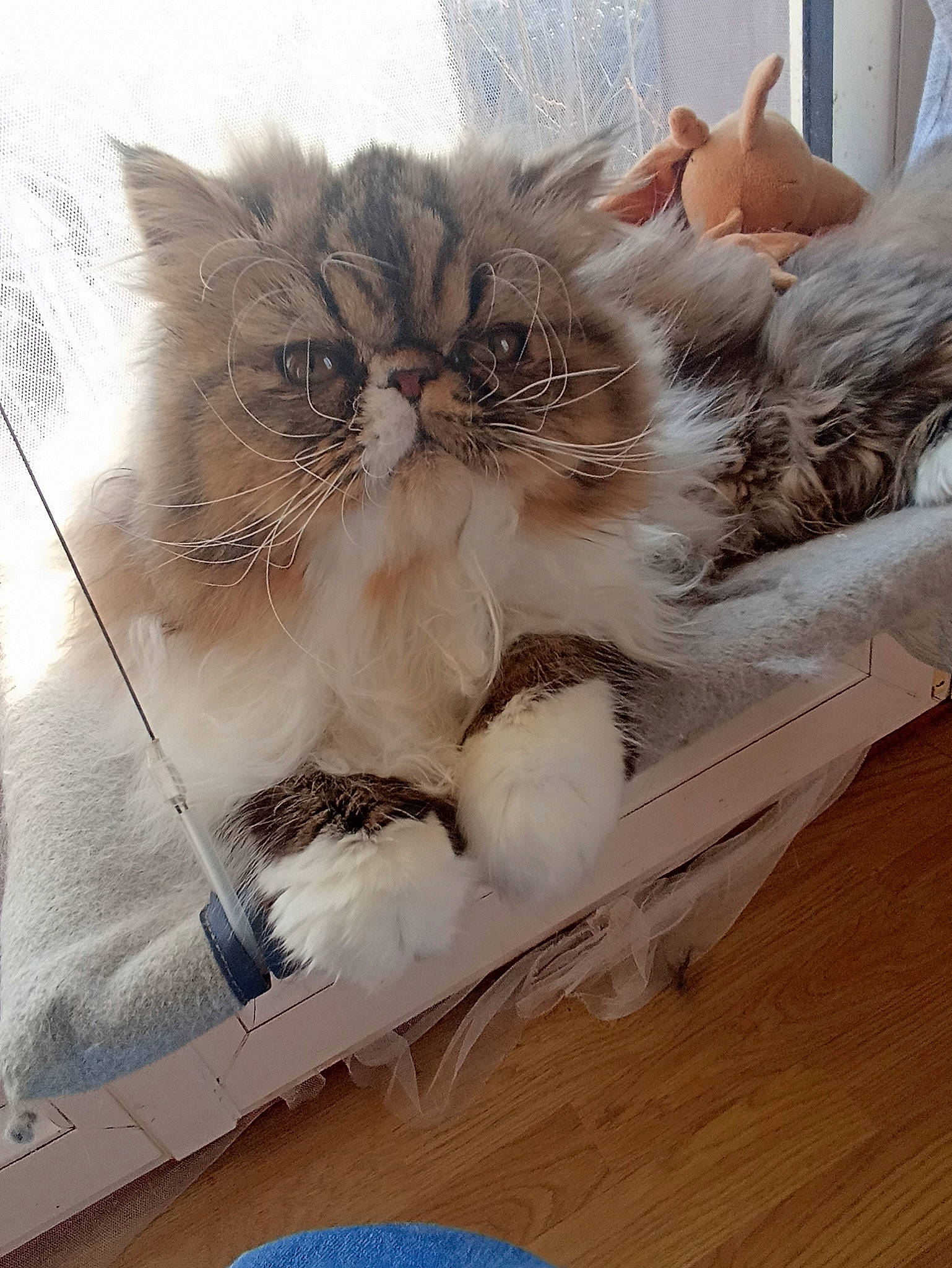 Jinxie