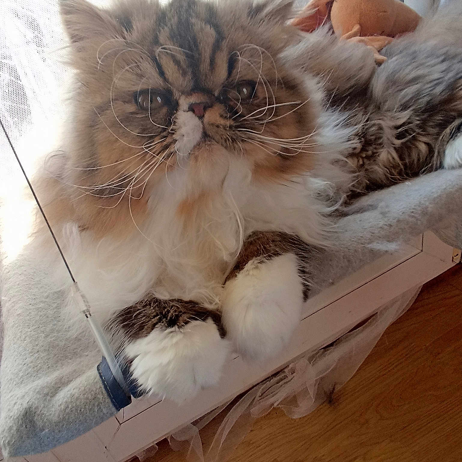 Jinxie