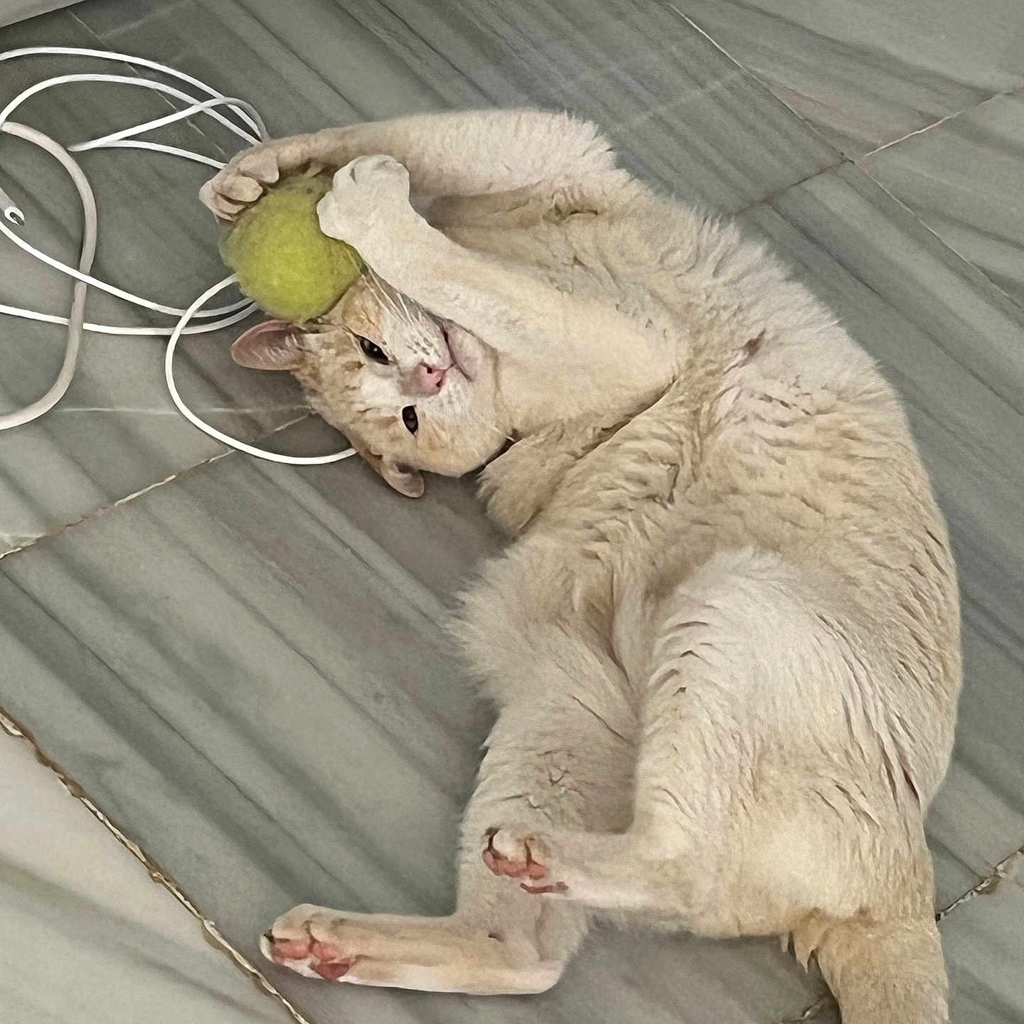 Olaf