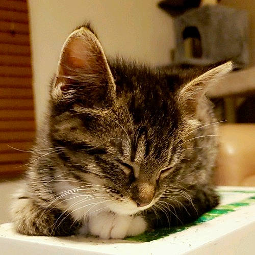 Aphrodite joined the competition — help win amazing prizes! aegean_cat, american_shorthair, american_wirehair, asian, california_spangled, carnivore, cat, domestic_short_haired_cat, dragon_li, ear, european_shorthair, felidae, fur, kitten, mammal, small_to_medium_sized_cats, snout, tabby_cat, whiskers