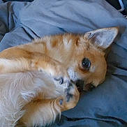 Cookie is registered to the contest to win money with this photo: dog, chihuahua, small_dog, pet, lying_down, blanket, cute, fur, ears, paws, animal, domestic_animal, resting, indoor, close_up, relaxed, sleepy, cozy, portrait, companion