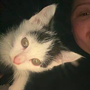 Moon a rejoint le concours — aidez-le/la à gagner de superbes lots ! kitten, cat, black_and_white_cat, pet, feline, close_up, portrait, face, eyes, ears, whiskers, nose, fur, human, person, partial_face, selfie, indoor, low_light, cute