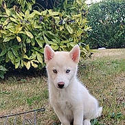 Sky participe au concours pour gagner de l'argent avec cette photo : animal, backyard, blue_eyes, bushes, cute, daylight, dog, floppy_tail, fur, garden, grass, leaves, nature, outdoor, pet, pointed_ears, portrait, puppy, sitting, white_dog