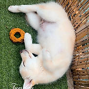 Sky participe au concours pour gagner de l'argent avec cette photo : dog, white_dog, puppy, fluffy, belly_up, rolling_over, grass, artificial_grass, backyard, fence, wooden_fence, outdoor, dog_toy, donut_toy, chew_bone, playful, relaxed, belly_rub, date_stamp, pet