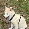 Sky a rejoint le concours — aidez-le/la à gagner de superbes lots ! puppy, dog, white_fur, blue_eyes, grass, harness, leash, sitting, outdoor, young_dog, pet, animal, cute, canine, nature, fur, ears, tongue, happy, closeup