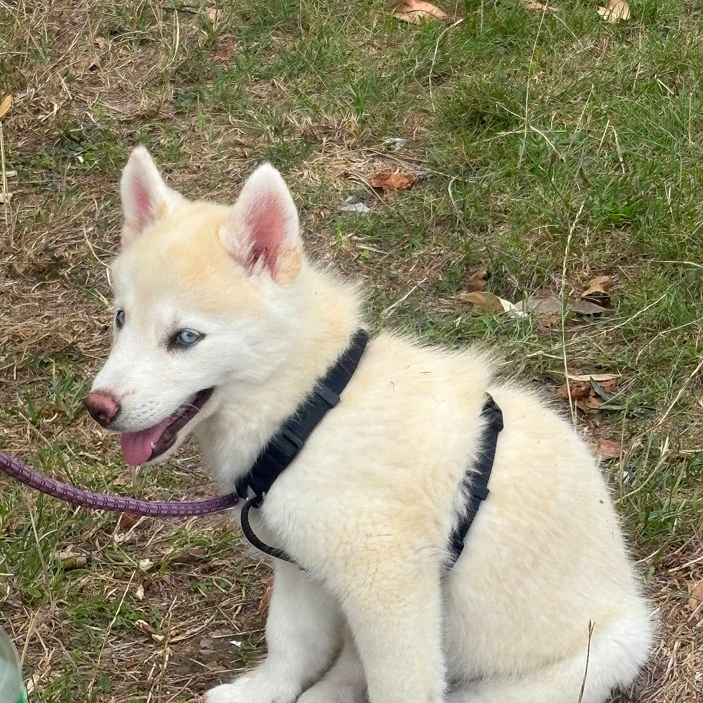 Sky a rejoint le concours — aidez-le/la à gagner de superbes lots ! puppy, dog, white_fur, blue_eyes, grass, harness, leash, sitting, outdoor, young_dog, pet, animal, cute, canine, nature, fur, ears, tongue, happy, closeup