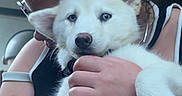 Sky a rejoint le concours — aidez-le/la à gagner de superbes lots ! animal, black_background, bracelet, close_up, cuddling, dog, ears, eyes, face, fluffy, hands, holding, indoors, paws, person, pet, portrait, puppy, tattoo, white_fur