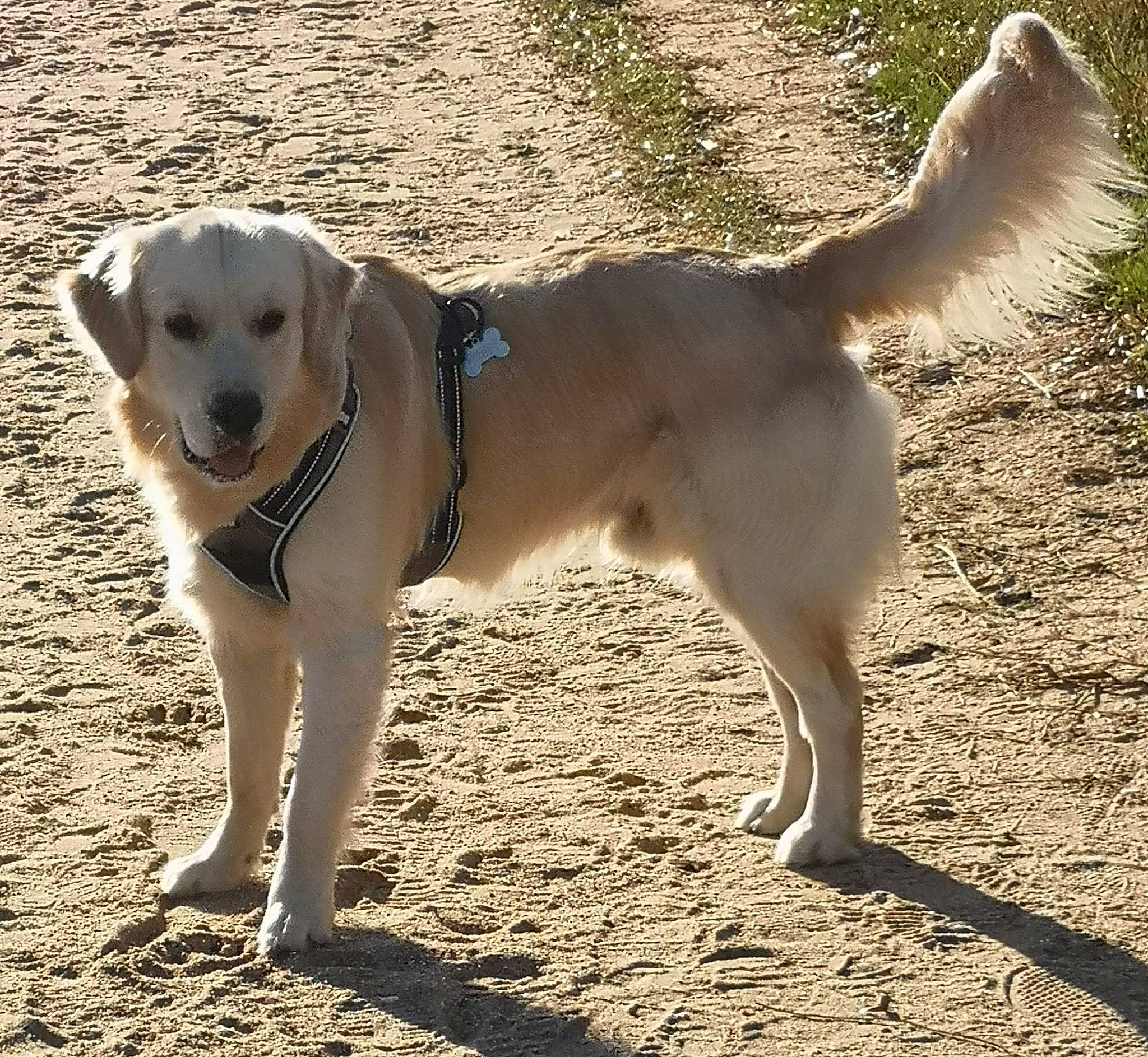 Prince a rejoint le concours — aidez-le/la à gagner de superbes lots ! akbash_dog, canidae, carnivore, companion_dog, dog, dog_breed, fawn, golden_retriever, hunting_dog, labrador_retriever, livestock_guardian_dog, mammal, rare_breed_dog, retriever, snout, sporting_group, tail, vertebrate