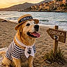 animal, beach, coast, dog, golden_retriever, hat, holiday, mountains, nature, outdoor, pet, sand, scarf, sea, sign, smiling, striped_shirt, sunset, travel, village