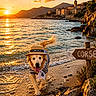 beach, clothing, clouds, dog, golden_retriever, happy, hat, mountains, outdoor, rocks, sand, scarf, sign, sky, sun, sunset, travel, village, water, waves