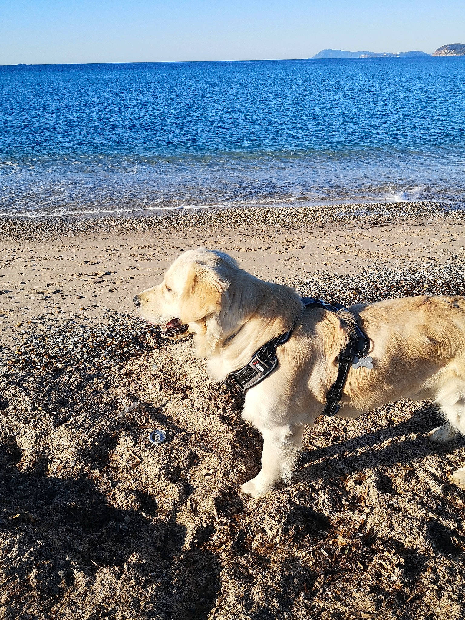Prince participe au concours pour gagner de l'argent avec cette photo : beach, canidae, carnivore, coast, coastal_and_oceanic_landforms, dog, dog_breed, golden_retriever, greenland_dog, mountain, ocean, retriever, sand, sea, shore, siberian_husky, sky, soil, sporting_group, vacation