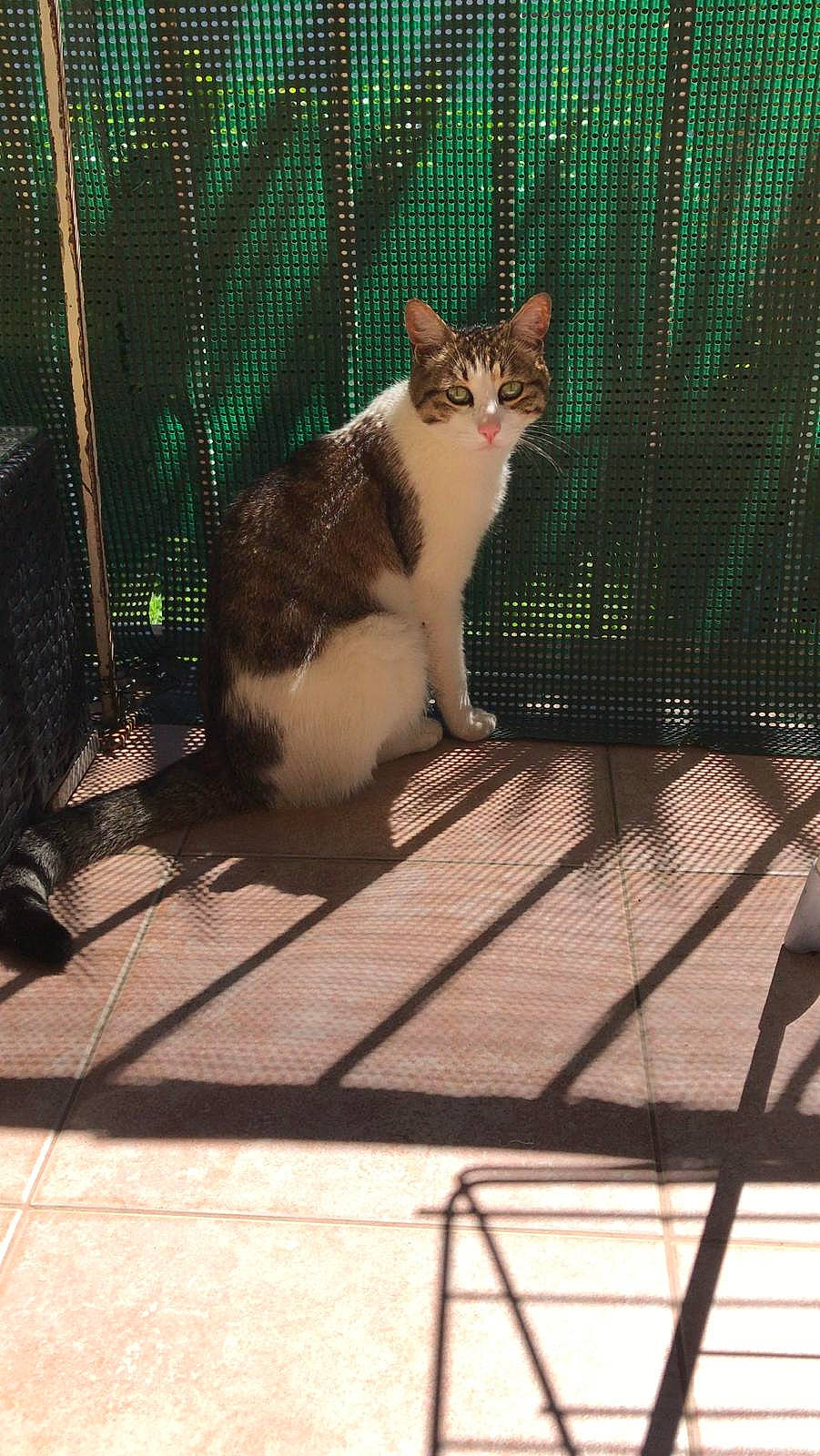 Mowglie