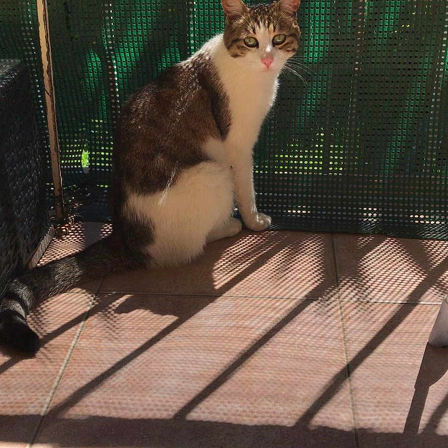 Mowglie