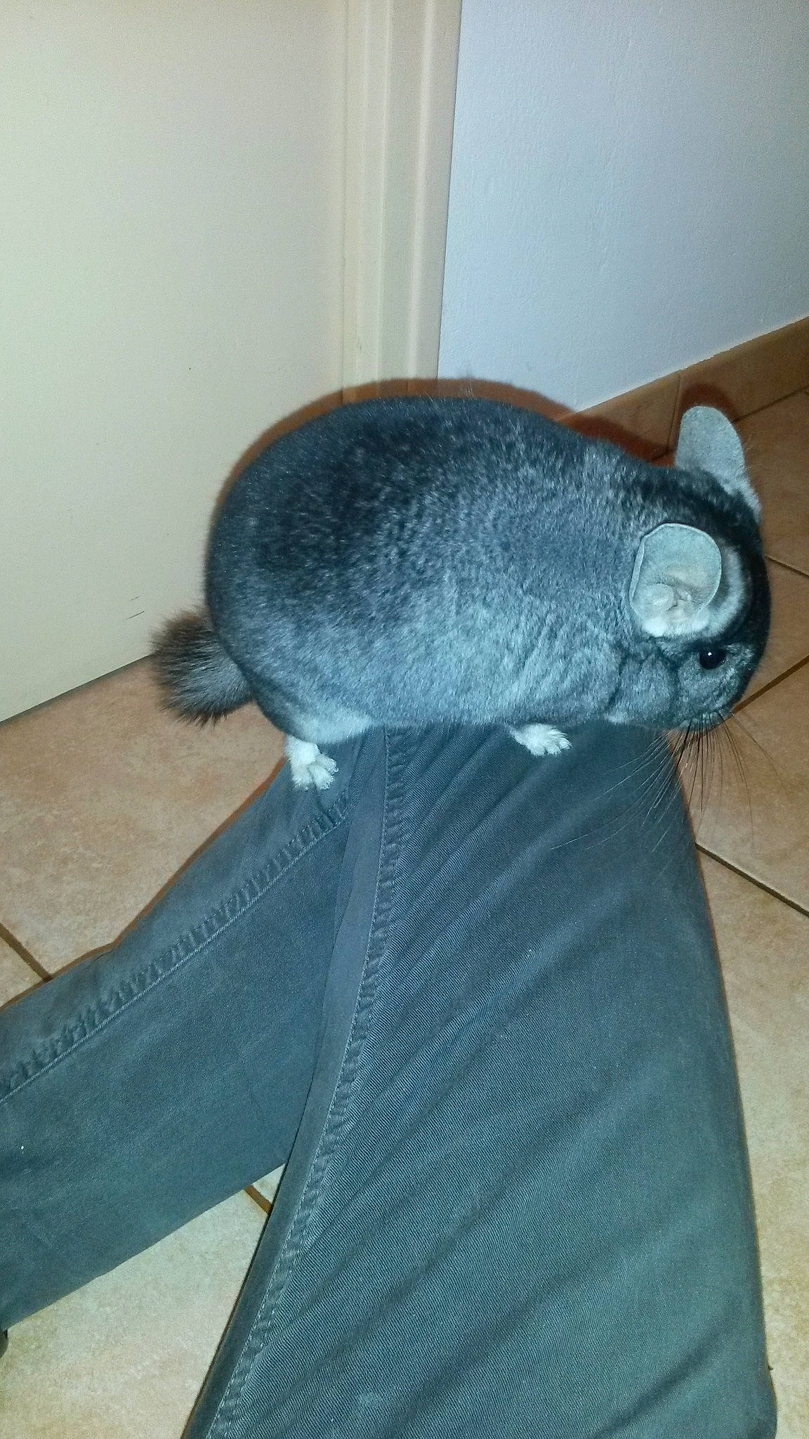 Wilky