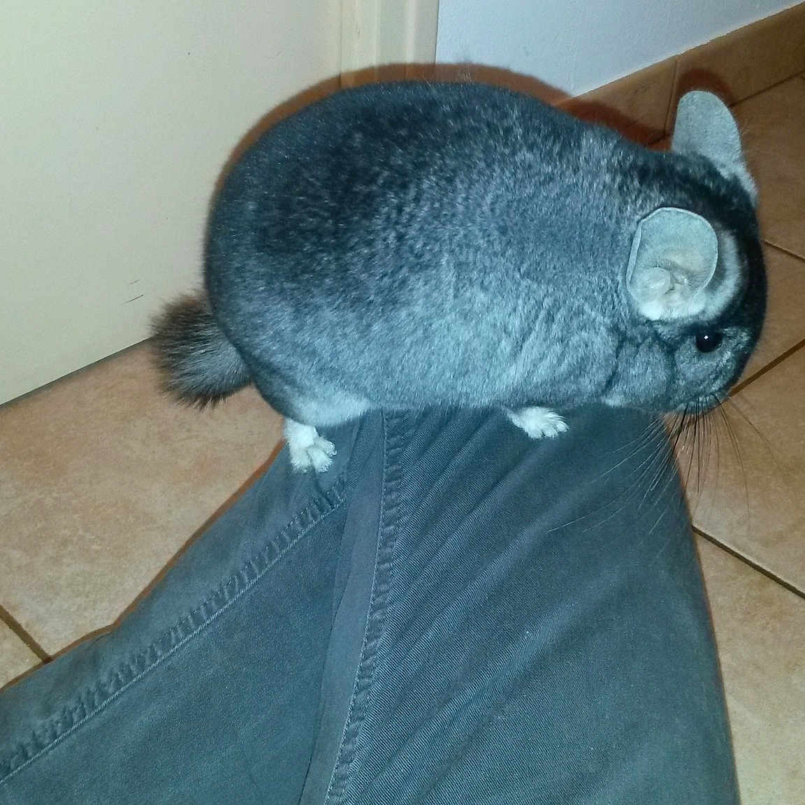 Wilky