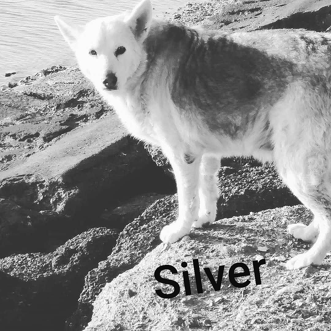 Silver is registered to the contest to win money with this photo: akita, akita_inu, black_and_white, canaan_dog, canadian_eskimo_dog, canidae, carnivore, dog, dog_breed, greenland_dog, kintamani, kishu, korean_jindo_dog, mammal, native_american_indian_dog, northern_inuit_dog, norwegian_buhund, sakhalin_husky, seppala_siberian_sleddog, siberian_husky