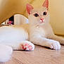 Yana a rejoint le concours — aidez-le/la à gagner de superbes lots ! animal, blue_eyes, cat, close_up, curious, cute, domestic_cat, feline, indoor, lying_down, mammal, paw, pet, pink_paws, relaxed, soft_fur, whiskers, white_cat, wooden_floor, young_cat