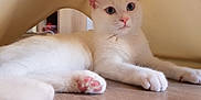 Yana participe au concours pour gagner de l'argent avec cette photo : animal, blue_eyes, cat, close_up, cozy, cute, domestic_cat, ears, feline, fur, indoor, lounging, pet, pink_paw_pads, relaxed, soft_light, whiskers, white_cat, wooden_floor, young_cat