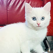 Yana a rejoint le concours — aidez-le/la à gagner de superbes lots ! alert, animal, blue_eyes, carpet, close_up, cute, domestic_cat, fur, household, indoor, kitten, pet, purple_toy, red_couch, sitting, small_animal, toy, whiskers, white_cat, young_cat
