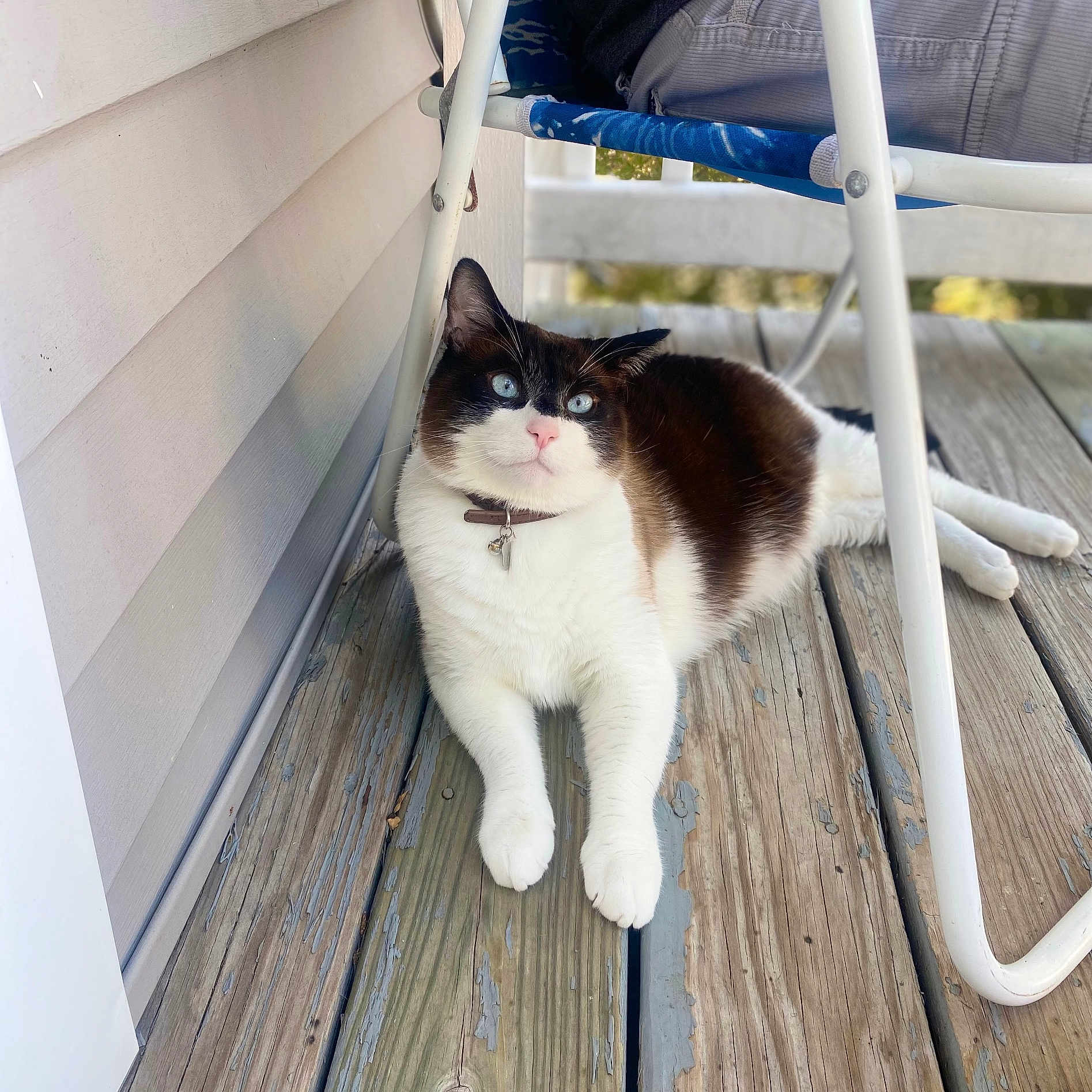 Toby is registered to the contest to win money with this photo: animal, blue_eyes, brown_fur, cat, chair, closeup, collar, curious, daylight, domestic, fluffy, furniture, outdoor, pet, porch, relaxing, resting, sunlight, white_fur, wooden_floor
