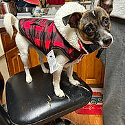Cash joined the competition — help win amazing prizes! dog, pet, clothing, jacket, chair, kitchen, wooden_floor, wooden_cabinets, person, sweatpants, black_chair, curious, indoors, standing, small_dog, red_black_checkered, fur_collar, tag, home, domestic