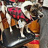 dog, pet, clothing, jacket, chair, kitchen, wooden_floor, wooden_cabinets, person, sweatpants, black_chair, curious, indoors, standing, small_dog, red_black_checkered, fur_collar, tag, home, domestic