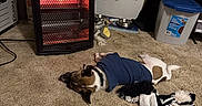 Cash is registered to the contest to win money with this photo: animal, blue_sweater, brown_and_white, carpet, comfort, cord, curtain, dog, dog_toy, fabric, floor, food_bowl, home, indoor, pet, plug, resting, space_heater, storage_container, wall