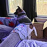 Cash joined the competition — help win amazing prizes! dog, sweater, couch, blanket, window, cardboard_box, indoor, pet, furniture, curtain, small_dog, knitted_clothing, looking_out_window, home, cozy, carpet, animal, resting_place, daylight, relaxed