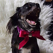 Minnie a rejoint le concours — aidez-le/la à gagner de superbes lots !